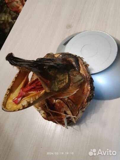 Чучело головы щуки