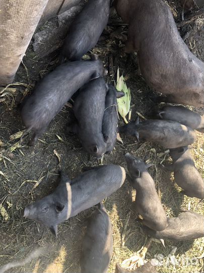 Вьетнамск вислобрюхий поросенок