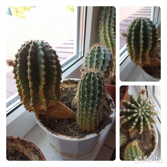 Кактусы цветущие