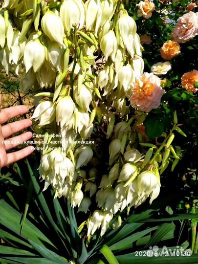 Юкка садовая, огромные