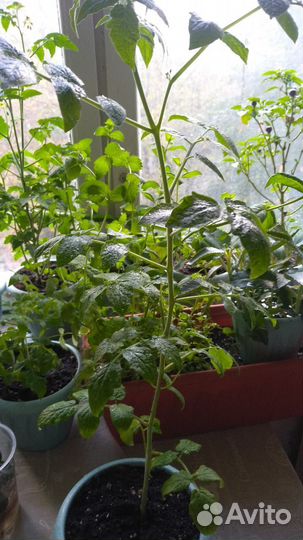 Рассада помидор