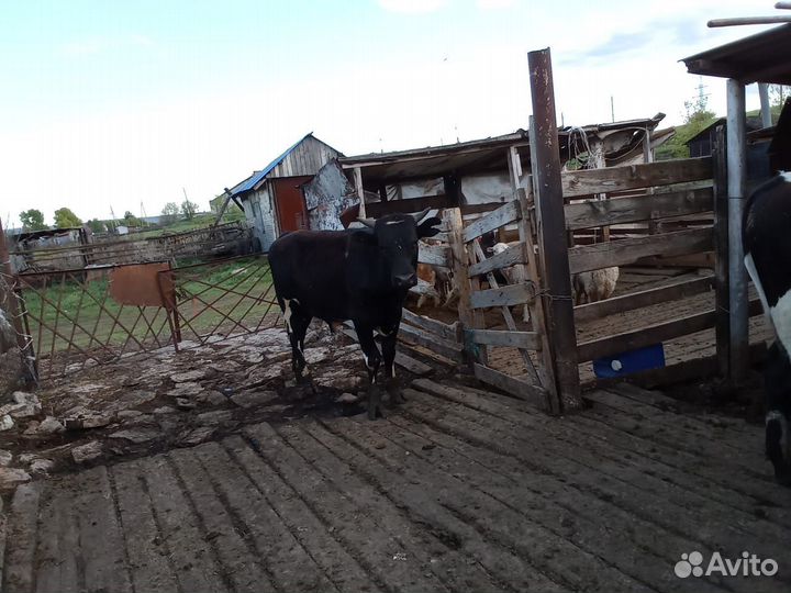 Продажа крс