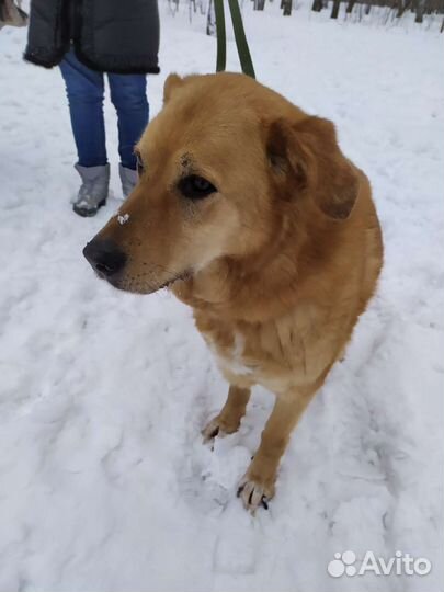 Собака бесплатно из приюта ищет дом и добрые руки