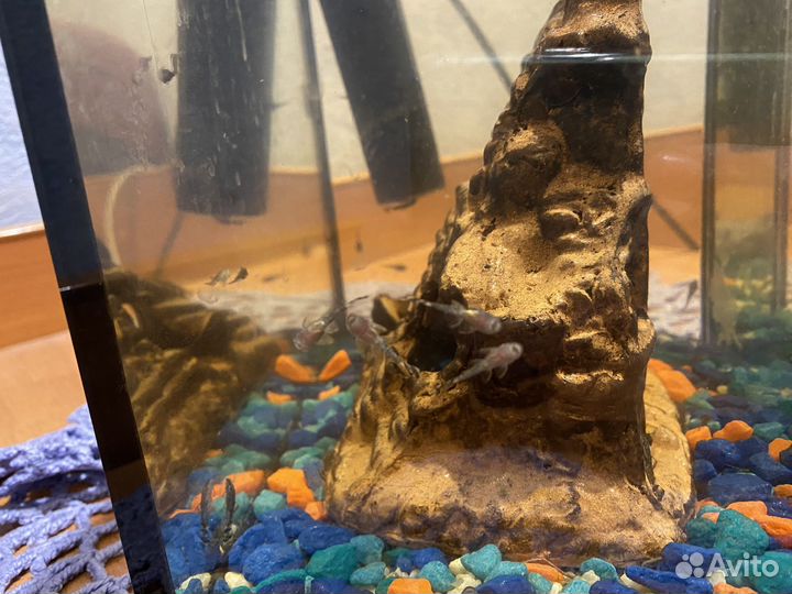 Сомики анциструсы