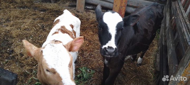 Телки домашние