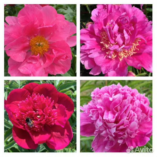 Пионы сортовые
