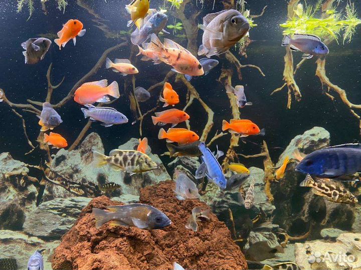 Кпродам аквариумных рыб Цихлид