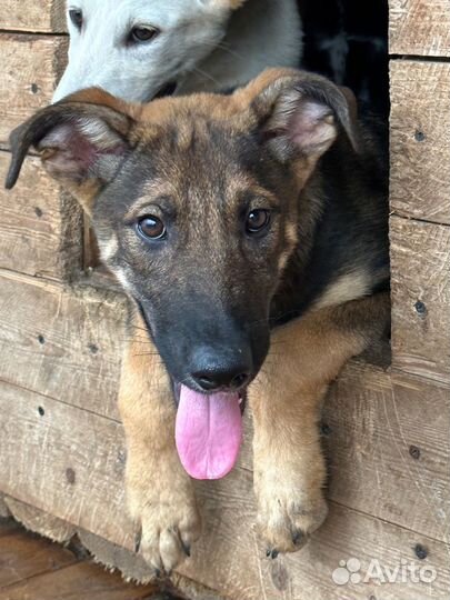 Красавица Тора в добрые руки