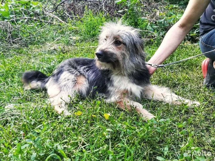 Маленькая собака в добрые руки бесплатно