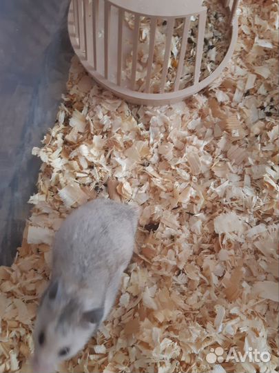 Сирийский хомячки