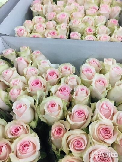 Розы двухцветные Букет роз