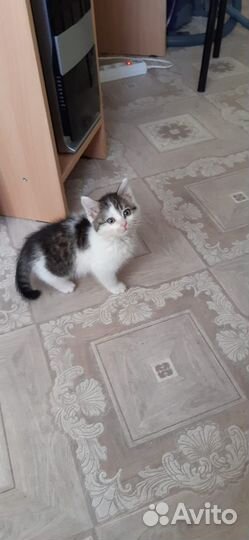 Котенок мальчик бесплатно