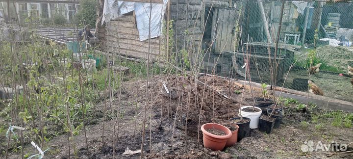 Продам петунию в кашпо,розы