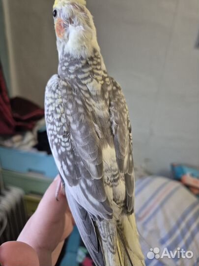 Попугай корелла птенец