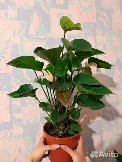 Комнатные цветы