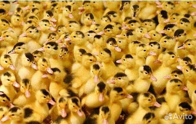 Домашняя птица