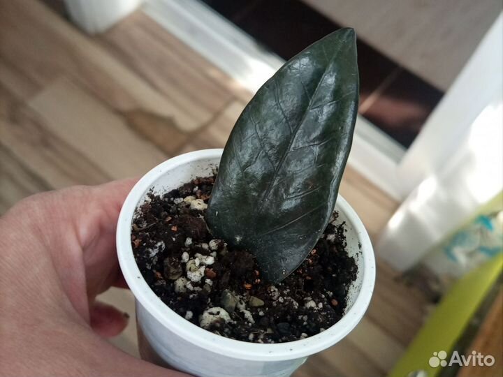 Замиокулька