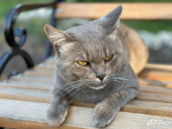 Британский кот