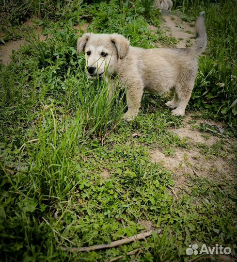 Щенок в добрые руки