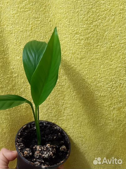 Цветок женское счастье спатифиллум