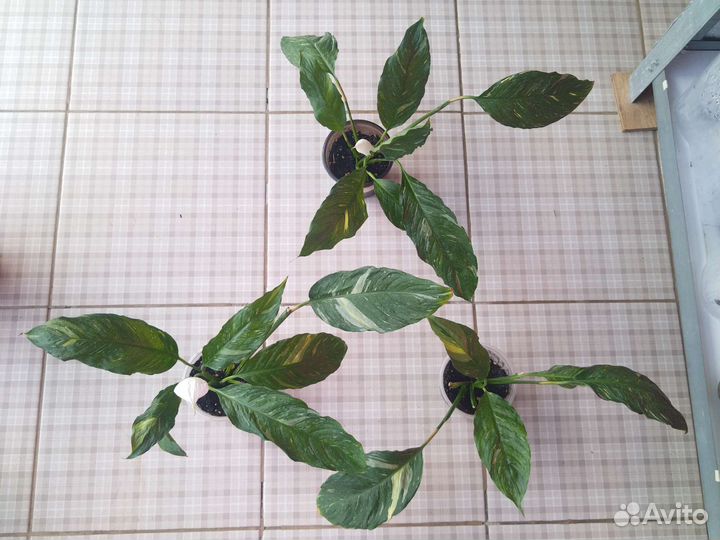 Хойя разные сорта