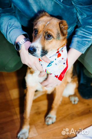 Отдам бесплатно собаку