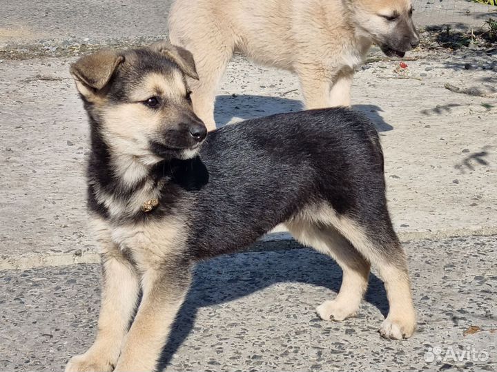 Щенок в добрые руки