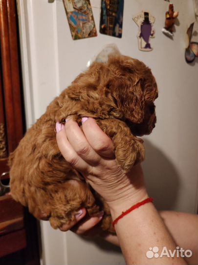 Пудель щеночки