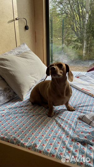 Вязка Такса Миша ищет невесту для свидания