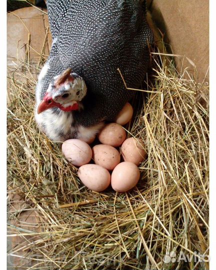 Яйцо домашнее