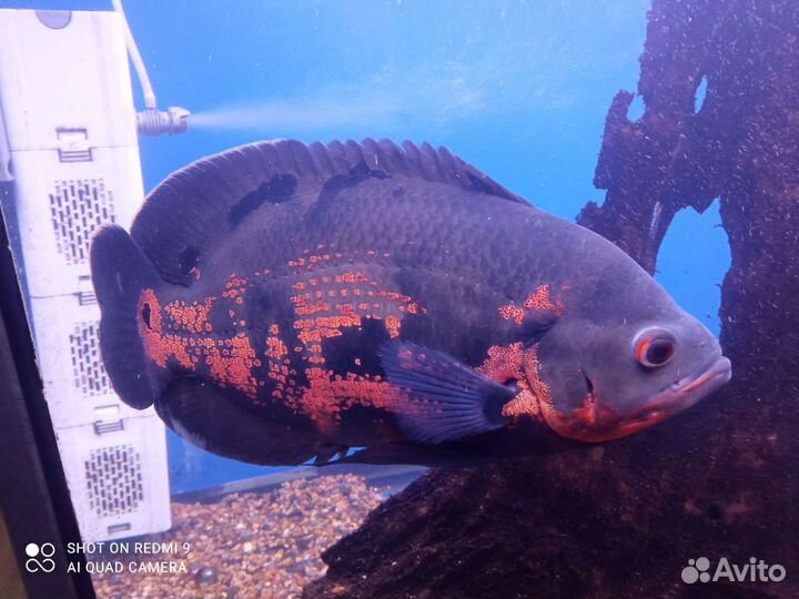 Астронотус