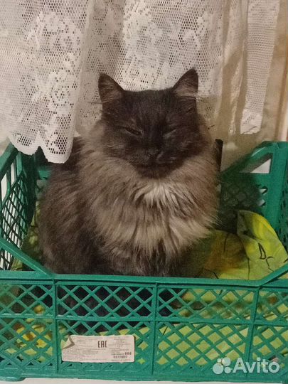 Кошка в дар