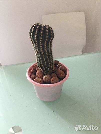 Кактус детки