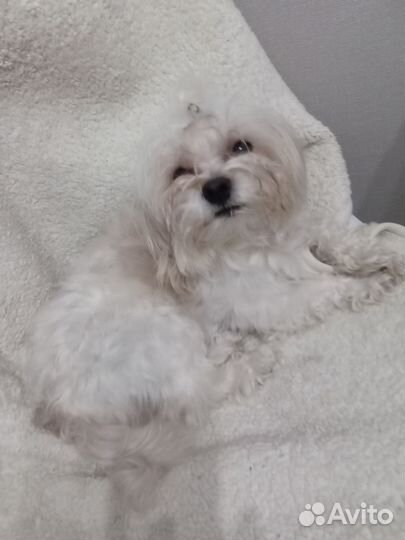 Мальтийская болонка мини вязка