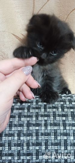 Котёнок в дар