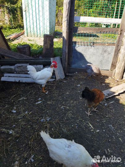 Домашние Петушки