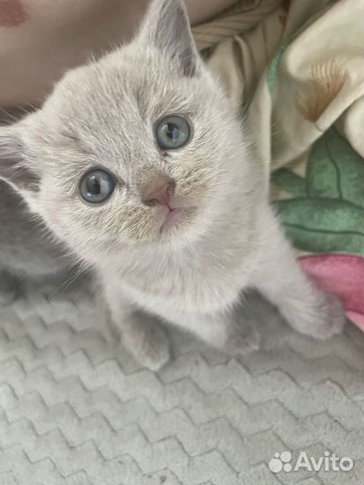 Британские котята