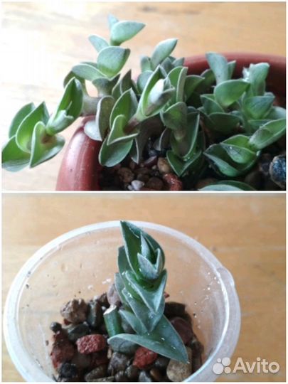 Суккуленты