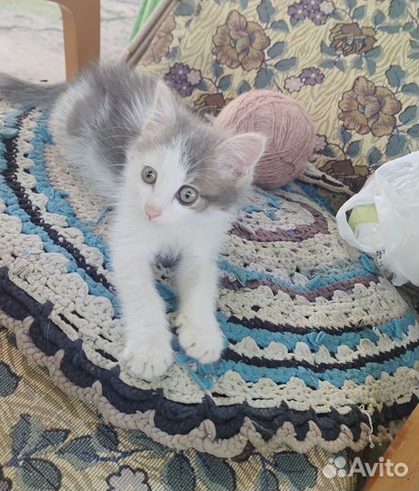 Кошечка в добрые руки