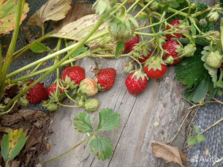 Клубника сорт Лорд морозостойкая