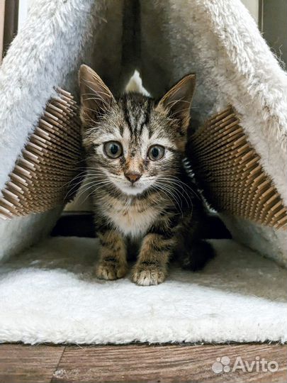 Что-то невероятно умилительно полосатое ищет дом)