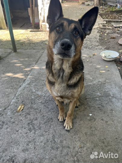 Отдам в добрые руки