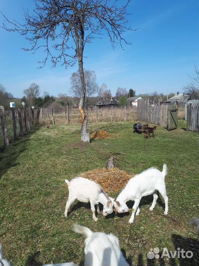 Обмен на птицу