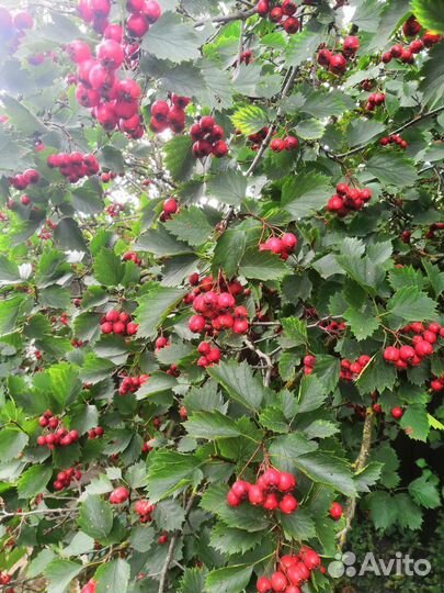 Боярышник плоды