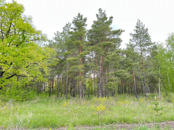 Участок 10 сот. (ИЖС)