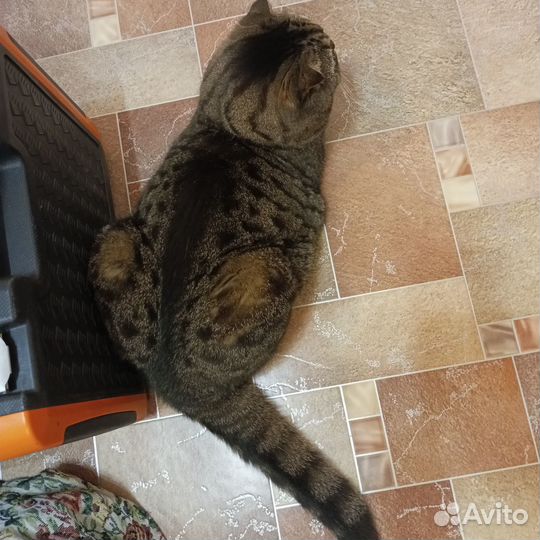 Вислоухий шотландец