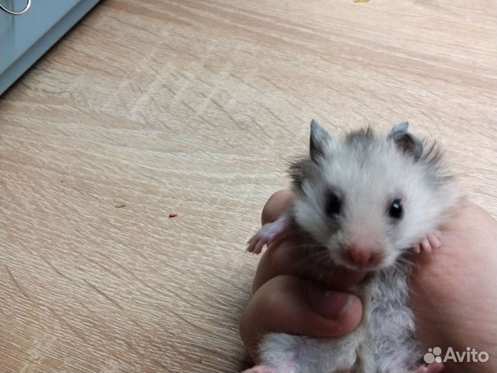 Сирийский хомяк