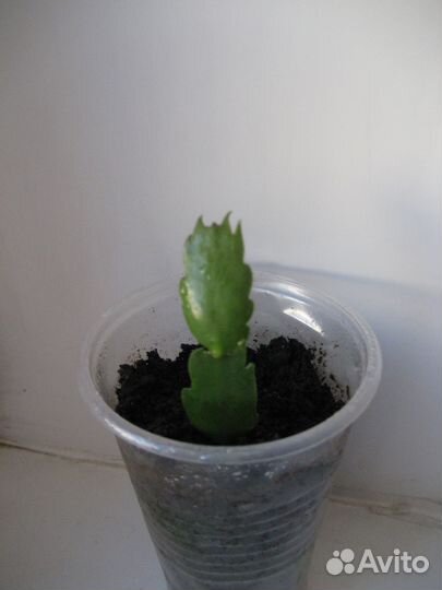 Зигокактус