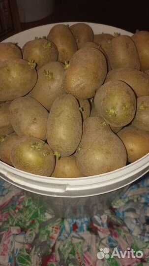 Продам картофель семенной