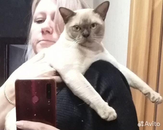 Бурманский котик